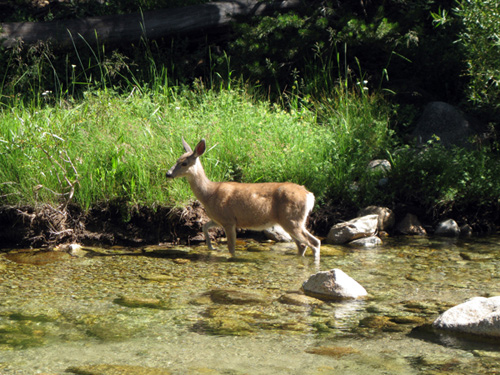 Mule Deer, Sequoia National Park Mule Deer, Sequoia National Park