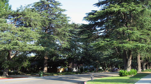 Town A: Deodar Oaks on White Oak. Remember the scene in ET when they fly over trees on their bikes? This is the street.