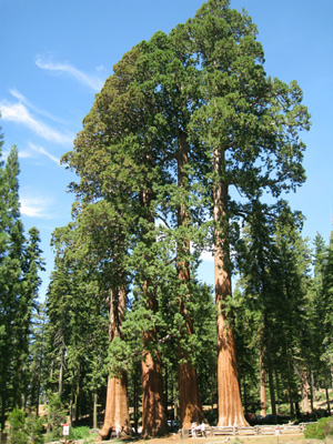 Sequoia National Forest Sequoia National Forest