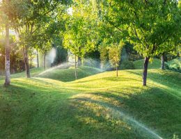 maintaining your backyard